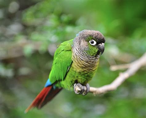 Spesies Burung Yang Kerap Dirampas Perhilitan