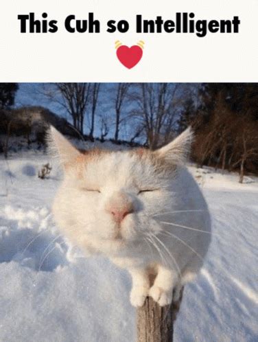 Cat Cats Cat Cats Discover Share GIFs