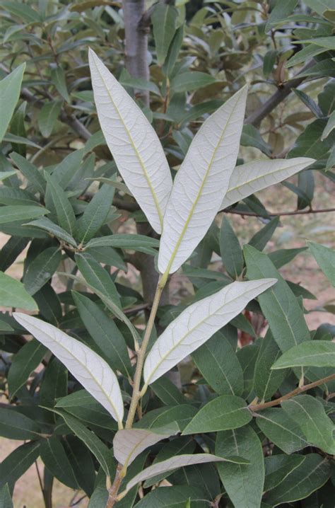 Quercus Hypoleucoides Pan Global Plants