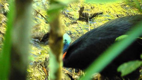 Cassowary Chick At The Daintree Discovery Centre Youtube