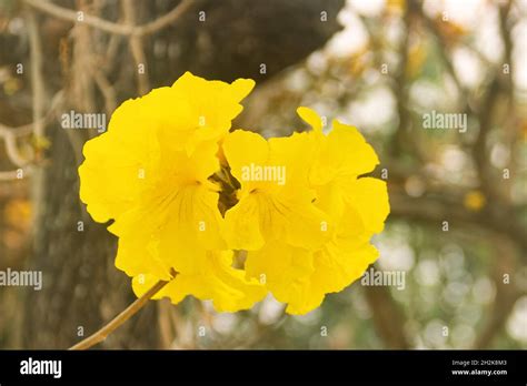 Handroanthus Chrysanthus Es Un G Nero De Plantas Con Flores