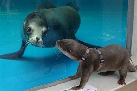 Otter and seal meeting : r/aww