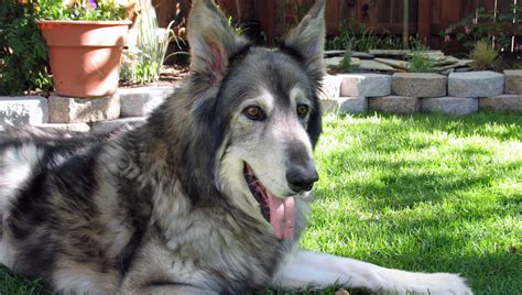 Wolf Hybrid Named Zeus Finally Finds Forever Home