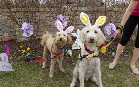 Easter Egg Hunt Photos | Happy Dog Barkery