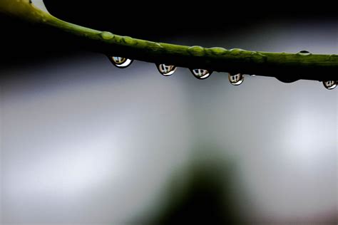 Macro Rain Drops | Smithsonian Photo Contest | Smithsonian Magazine