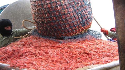 Amazing Shrimp Catching With Big Boat Lot Of Shrimp Catch