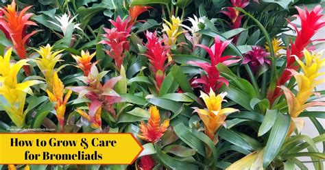 How To Care For Bromeliads In Pots Back Gardener