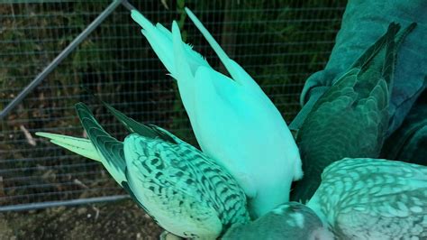 A Bunch Of Tiels Rparrots