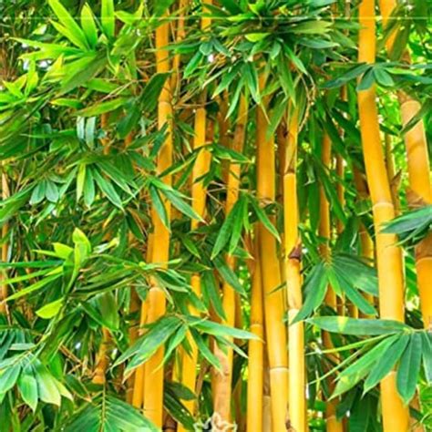 Golden Bamboo Plant Seeds - Etsy