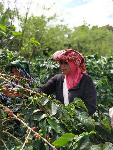 Wet hulled or 'giling basah' coffee processing explained