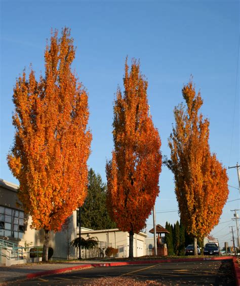 Acer Rubrum X Freemanii Columnar Red Maple Outdoor Landscaping