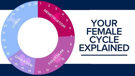 Your Female Cycle Explained In2great