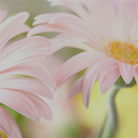 The True Nature of Intimacy: Being the Vulnerability of Love - John de