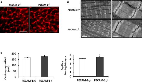 Platelet Endothelial Cell Adhesion Molecule Mediates Endothelial