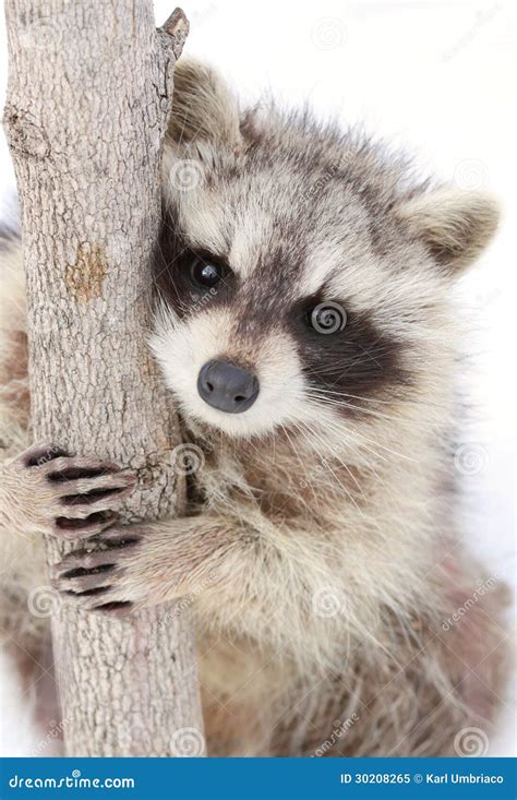 Raccoon In A Tree Stock Image | CartoonDealer.com #12992983