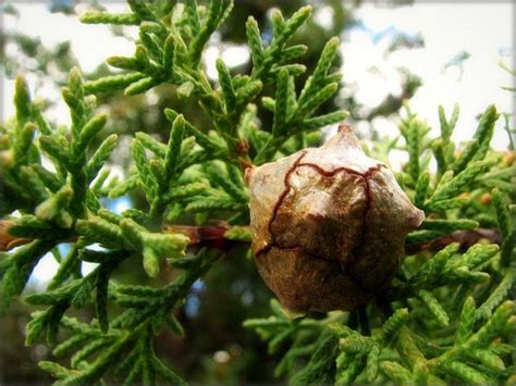 Кипарис вечнозеленый: пирамидальный аполлон, описание, правила посадки ...