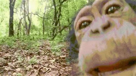 Monkey Licking Chimp Licking GIF - Monkey Licking Chimp Licking Monkey ...