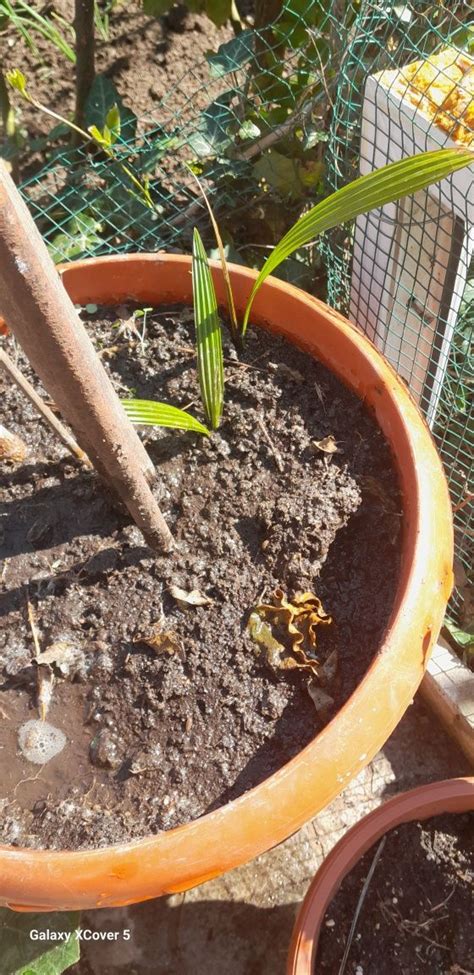 Трахикарпус студено устойчива палма. Семена на 0.50 лв. гр. Черноморец ...