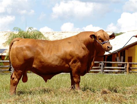 Adapta O Rusticidade E Monta Natural S O Destaques Da Ra A Senepol