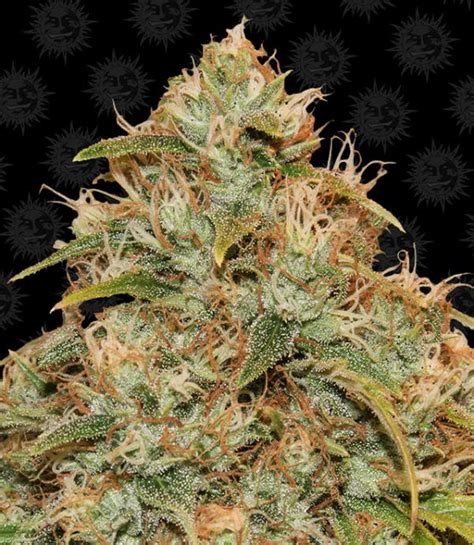 Best Auto Cbd Lemon Potion Feminised Cardiff Seed Bank