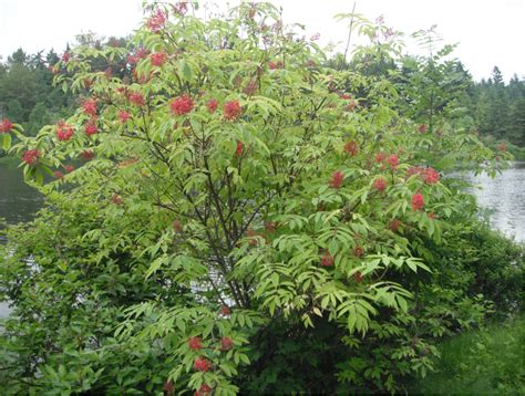 Red Elderberry Sambucus Racemosa Native Plants Pnw