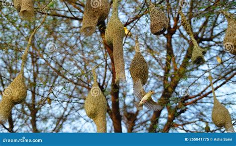 Los Pájaros Están Construyendo Nidos Baya Weaver Nido De Aves