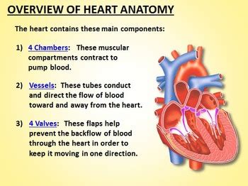 Heart Circulation - PowerPoint {Editable} by Tangstar Science | TPT