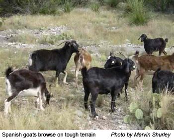 Spanish Goat Breed Styles – Spanish Goats LLC