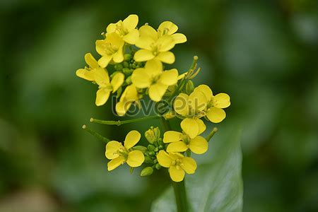 Brassica Campestris Images, HD Pictures For Free Vectors Download ...