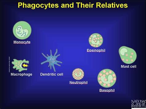 The Immune System | Antigen presenting cell, Immunology, Immune system