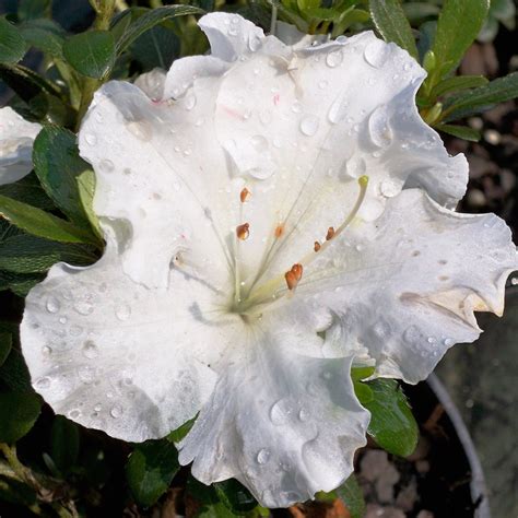 gumpo white azalea plantingtree