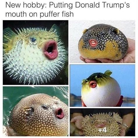 Adorable Pufferfish with Vibrant Colors