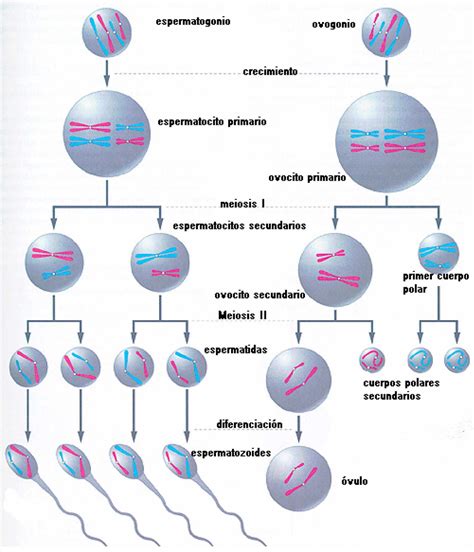 Embriologia Ucc Gametogenesis