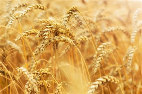 Premium Photo Wheat Field Ears Of Golden Wheat Close Up Background Of