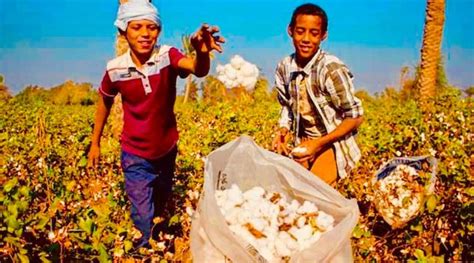 10 Facts About Egyptian Cotton Cultivation