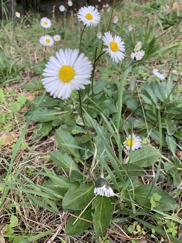 Southern Daisy Bellis Sylvestris INaturalist