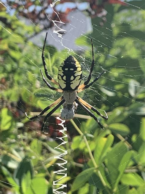 Caught a beautiful garden spider ( correct me if I’m wrong ) while