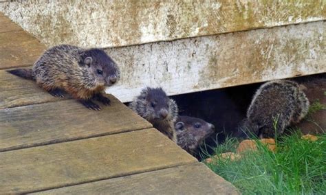 Groundhogs: Celebrating the Benefits of a Hungry Troublemaker ...