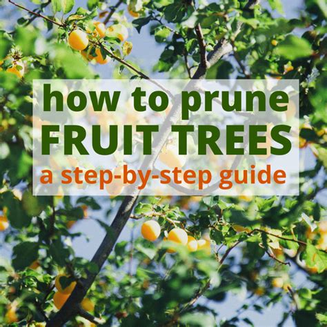 How To Prune Fruit Trees Pruning Made Easy Artofit