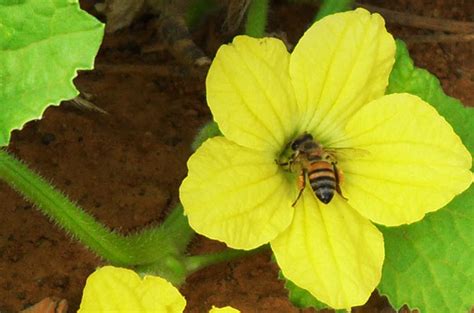 Aprender Sobre Imagem Fotos De Abelhas Nas Flores Br Thptnganamst