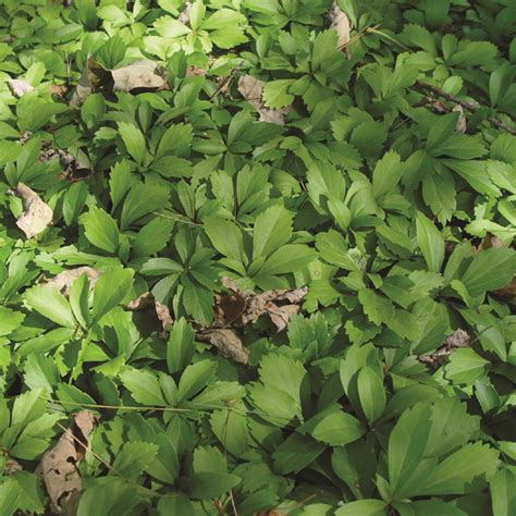 Pachysandra Terminalis Van Berkum Nursery