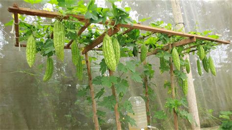 The Secret To Growing Bitter Melon At Home Is Simple But With Many