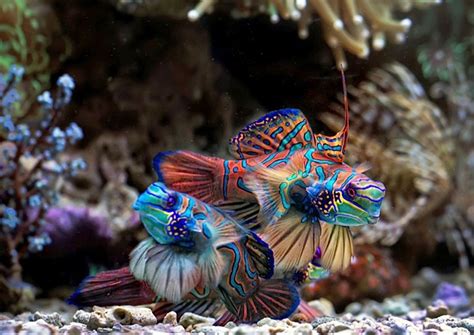 Saltwater reef fish. [a.k.a. Mandarin Goby] Mandarin Fish, Fun Hobbies ...