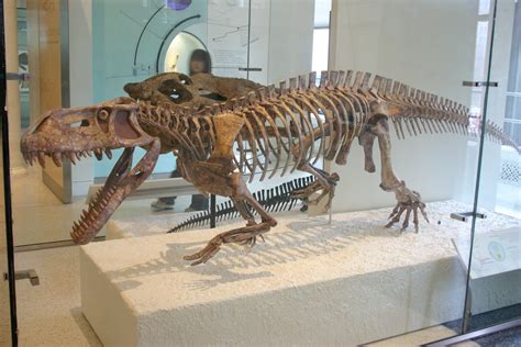 Prestosuchus An Archosaur It Is A Very Early Relative Of Crocodiles