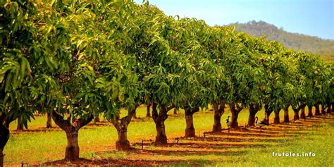 Todo sobre los ÁRBOLES FRUTALES y sus cuidados para ti