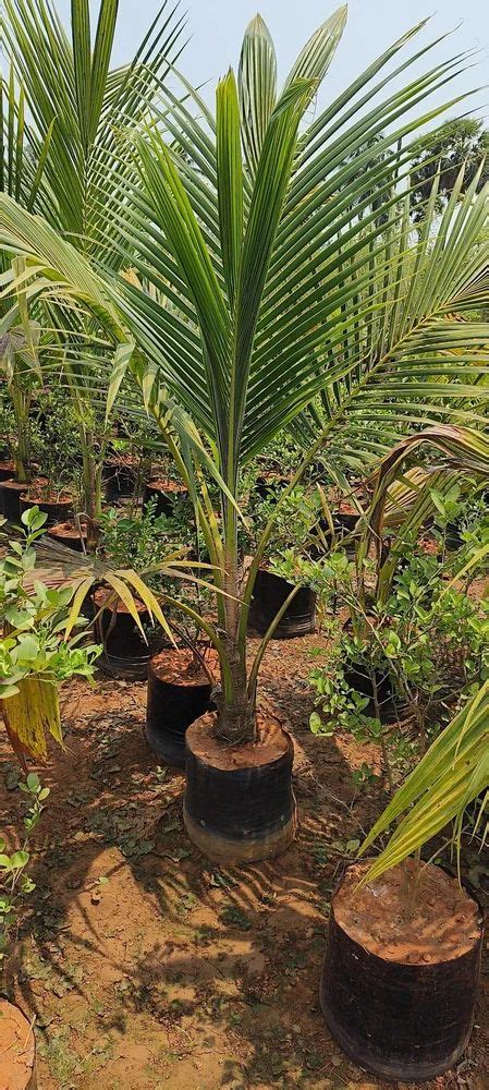 Full Sun Exposure Green Kerala Sannangi Coconut Plant For Garden