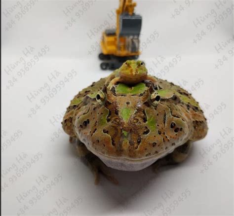 Step By Step To Set Up A Pacman Frog Enclosure Pacman Frog Frog Cute Frogs