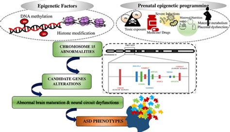 ASDs: Implications of Chromosome 15q11–q13 Segment - Dup15Q Alliance