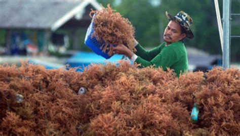 Pengusaha Rumput Laut Merasa Jadi Anak Tiri Bisnis Tempo Co