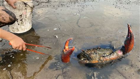 Wow So Big Crab Catching Crab Giant Mud Crab After Low Tide That S